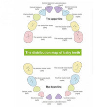 Load image into Gallery viewer, Lovely Girl /Boy Image Wooden Baby Teeth Box